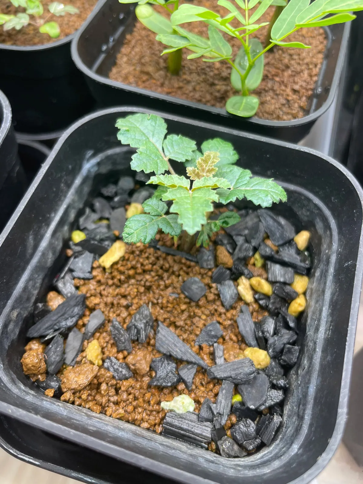 種子] ボスウェリア サクラ Boswellia sacra | 塊根植物 コーデックス