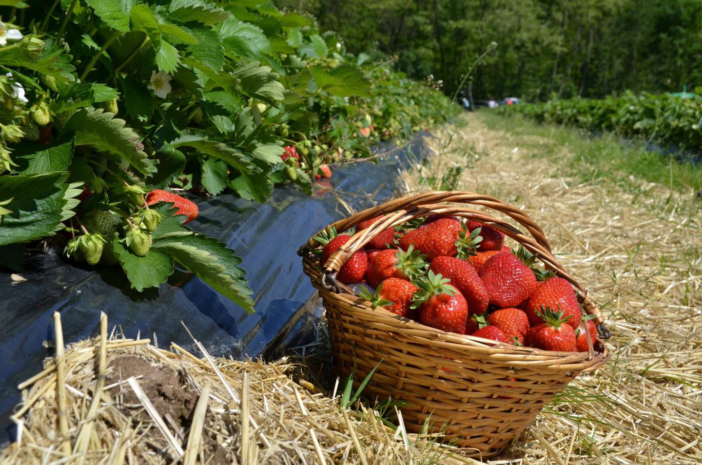 Au jardin des fraises SCEA | Nordhouse