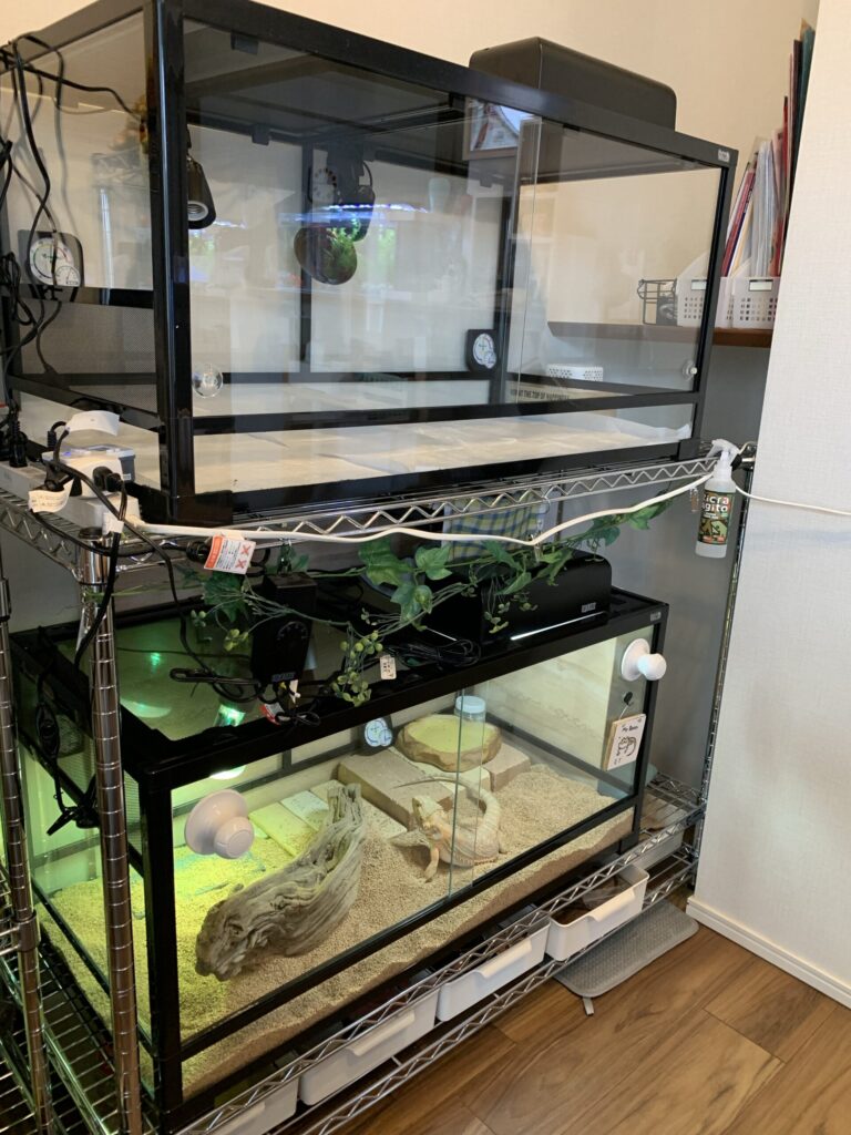 フトアゴヒゲトカゲのケージの選び方【おすすめのケージ2選】 | あく