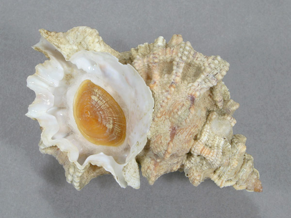 ギャラリー | 鳥羽水族館公式ホームページ