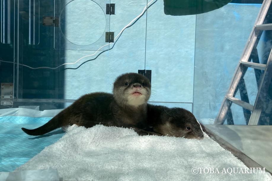 カワウソ赤ちゃん公開！ | 鳥羽水族館 飼育日記