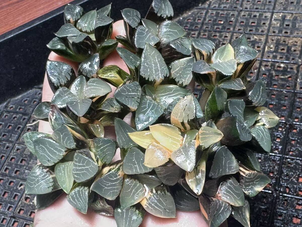 C54 多肉植物 ハオルチア 花影錦 糊斑 斑入り 鮮明錦 極上株 超美品 10