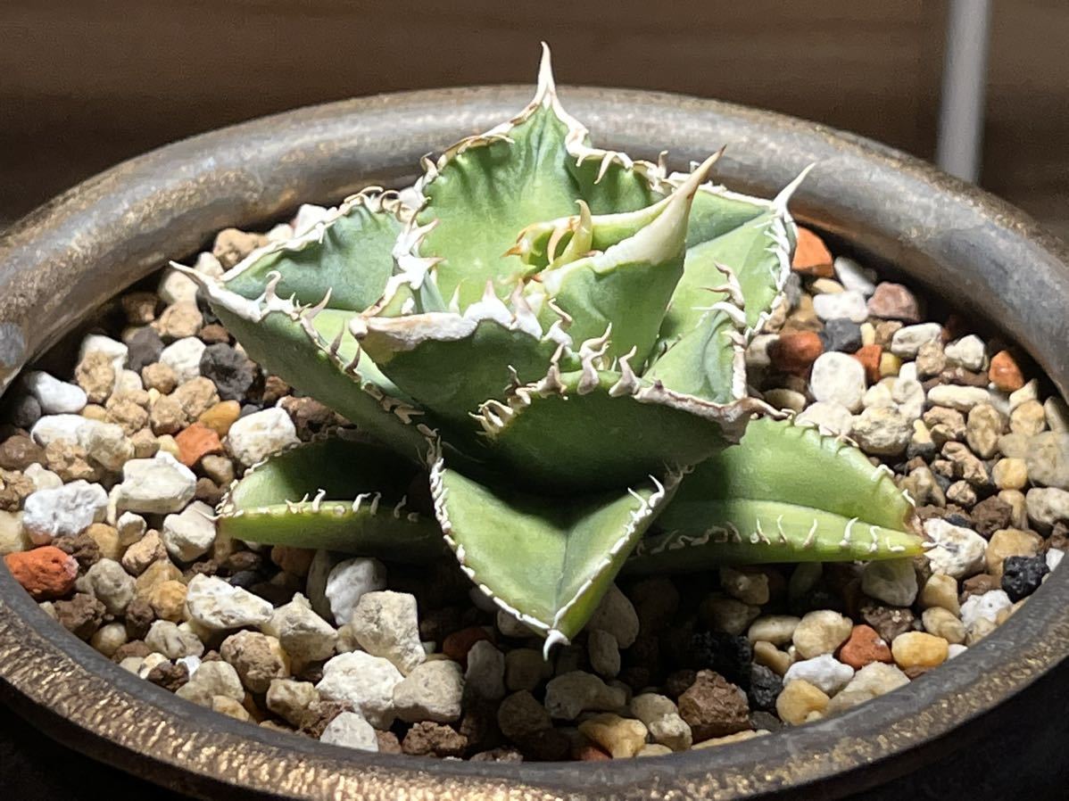 アガベ ホオジロサメ大白鯊 - 1円スタート アガベ 大白鯊 ホオジロザメ