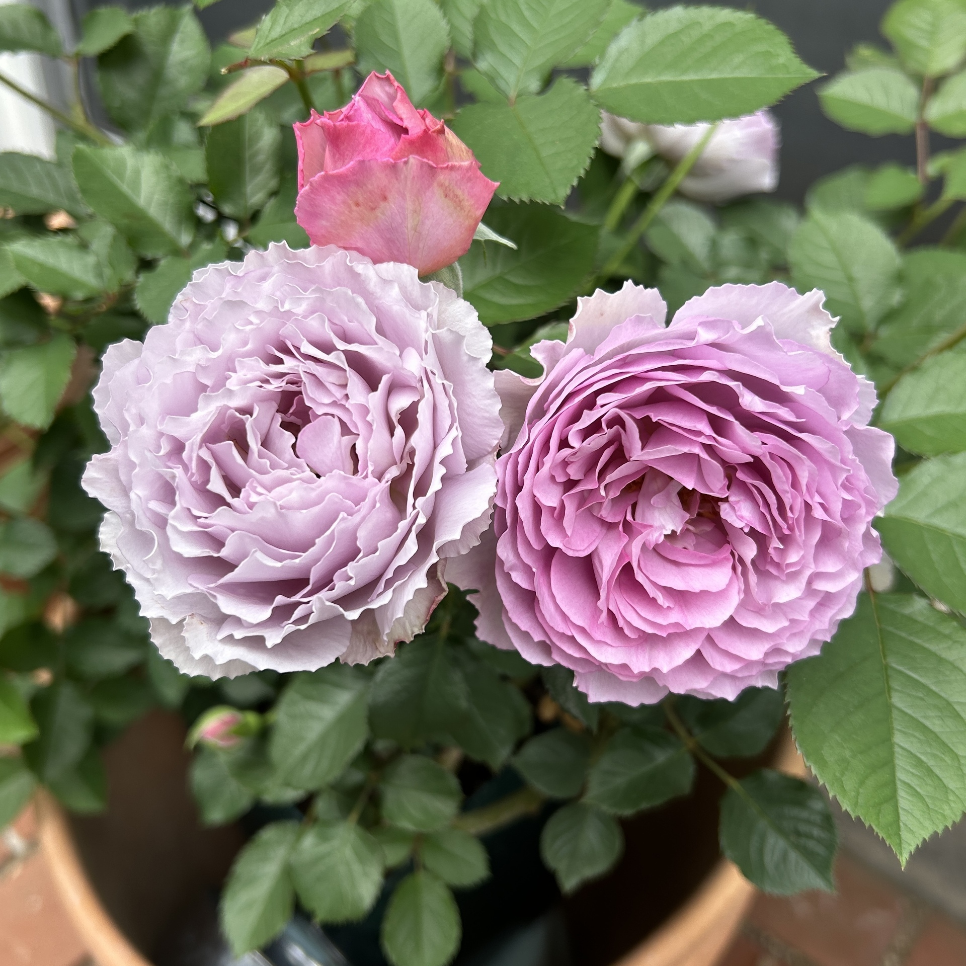 エリザベート薔薇: Green's Garden