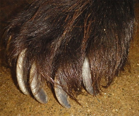 ヒグマクイズ「ヒグマの体」解説