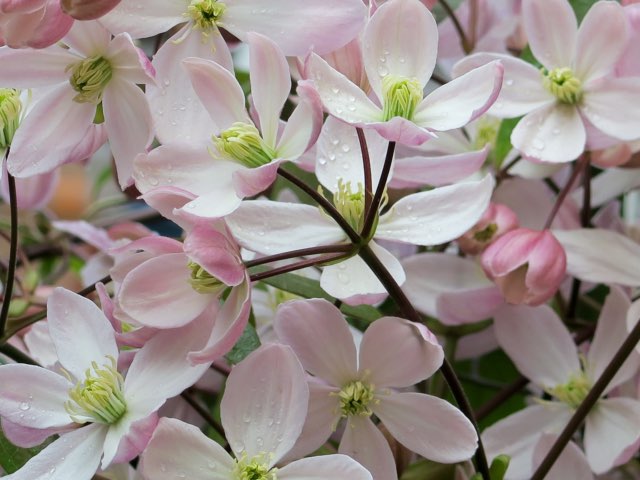 クレマチス(アップルブロッサム)の特徴や育て方、増やし方等【アー