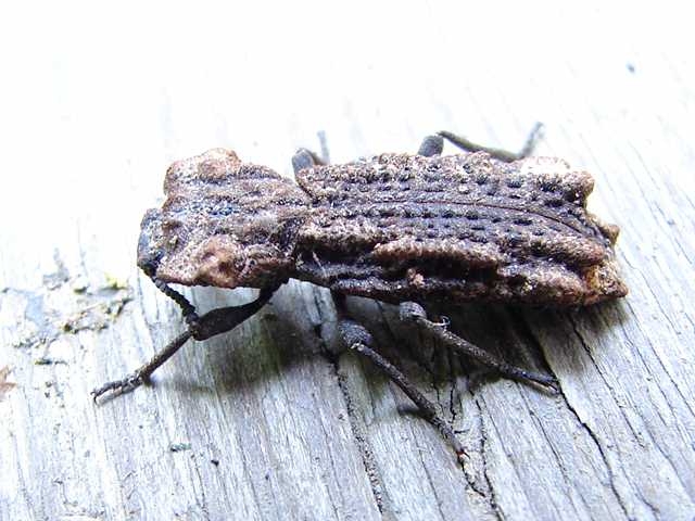 新潟県・魚沼のアトコブゴミムシダマシ科