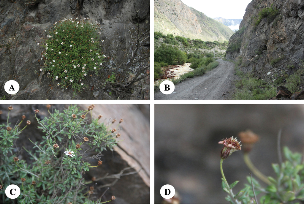 Resurrection of the genus Homostylium Nees for the former Aster