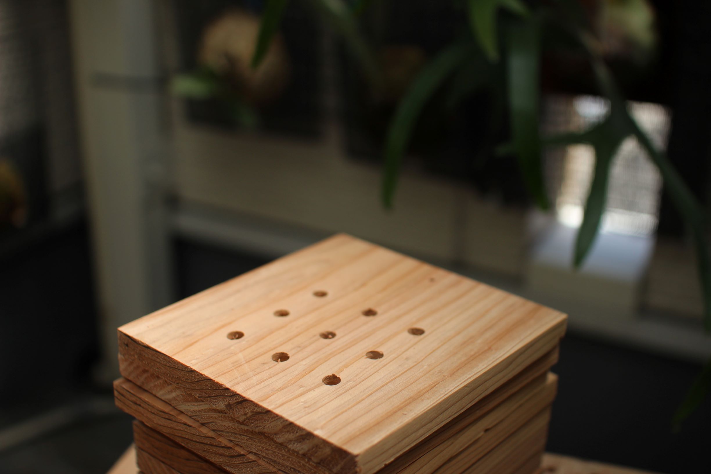 ビカクシダの子株用の着生板（杉）をDIY | ビカクシダと僕の趣味ブログ