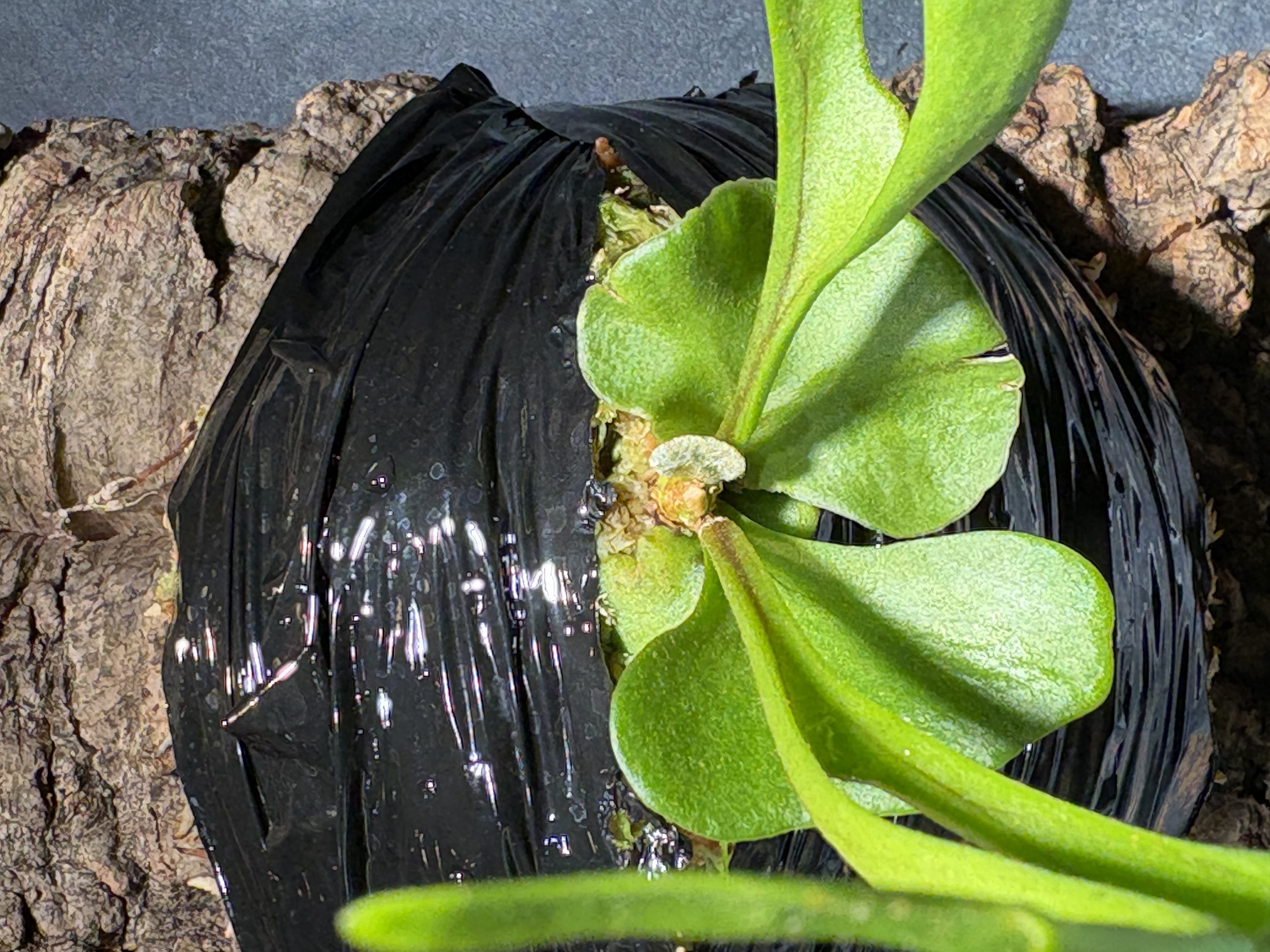 nanoの成長点、埋まっているのか？ ビカクシダの森