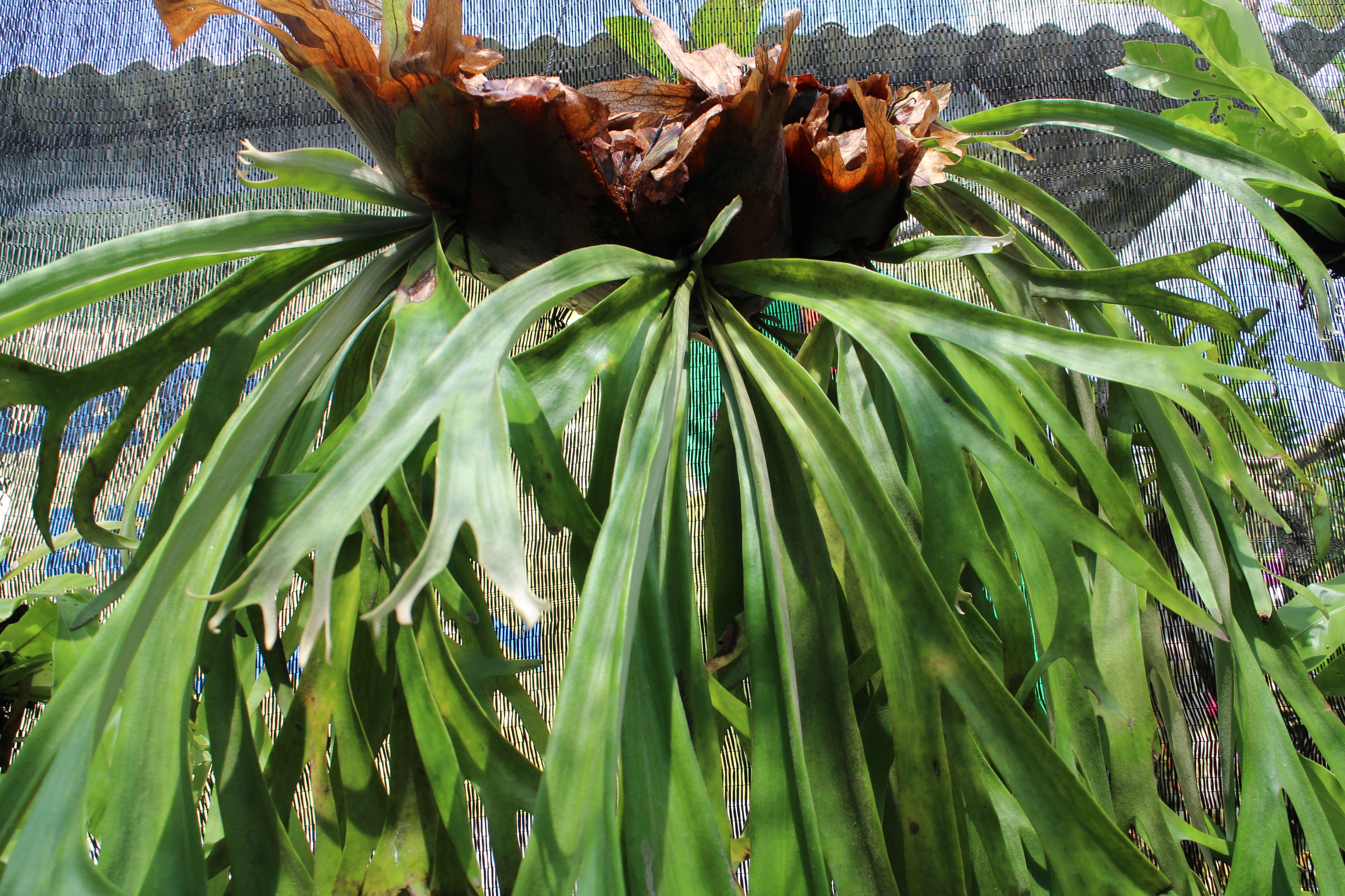 タイ ファームについて ビカクシダの森