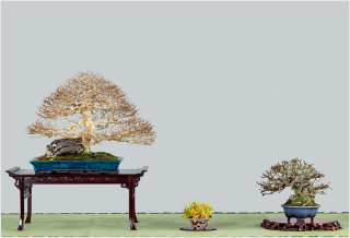 国風盆栽展・イベント | 【公式】一般社団法人 日本盆栽協会