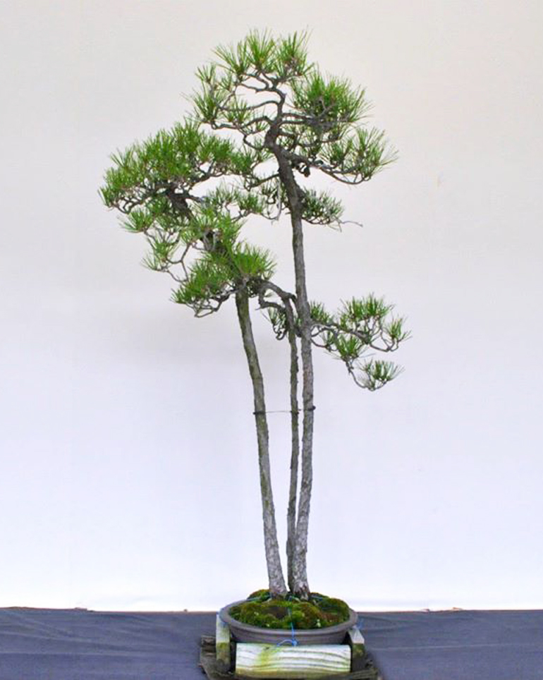 Bunjin Wizard | Bonsai Bark