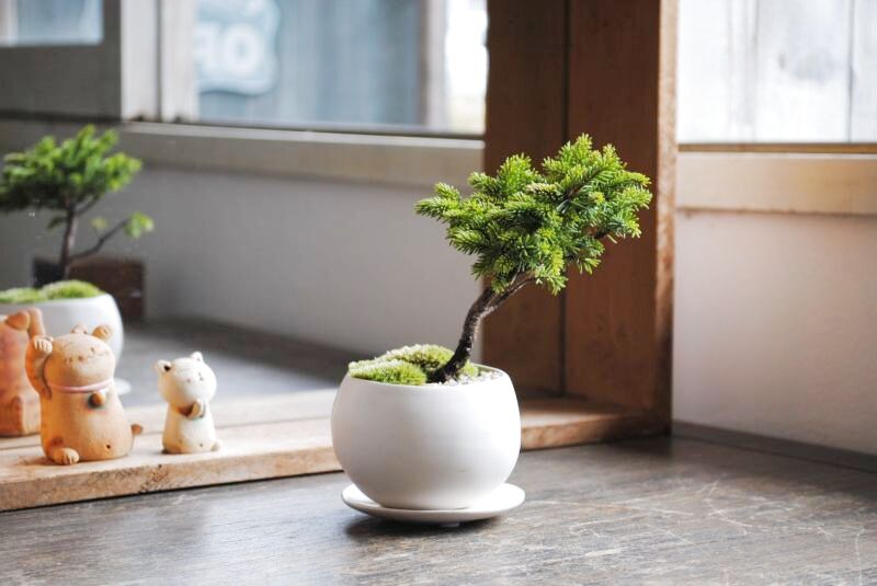 室内管理OK！ 蝦夷松のミニ情景盆栽【デザイン鉢・白】☆1点物☆ 盆栽
