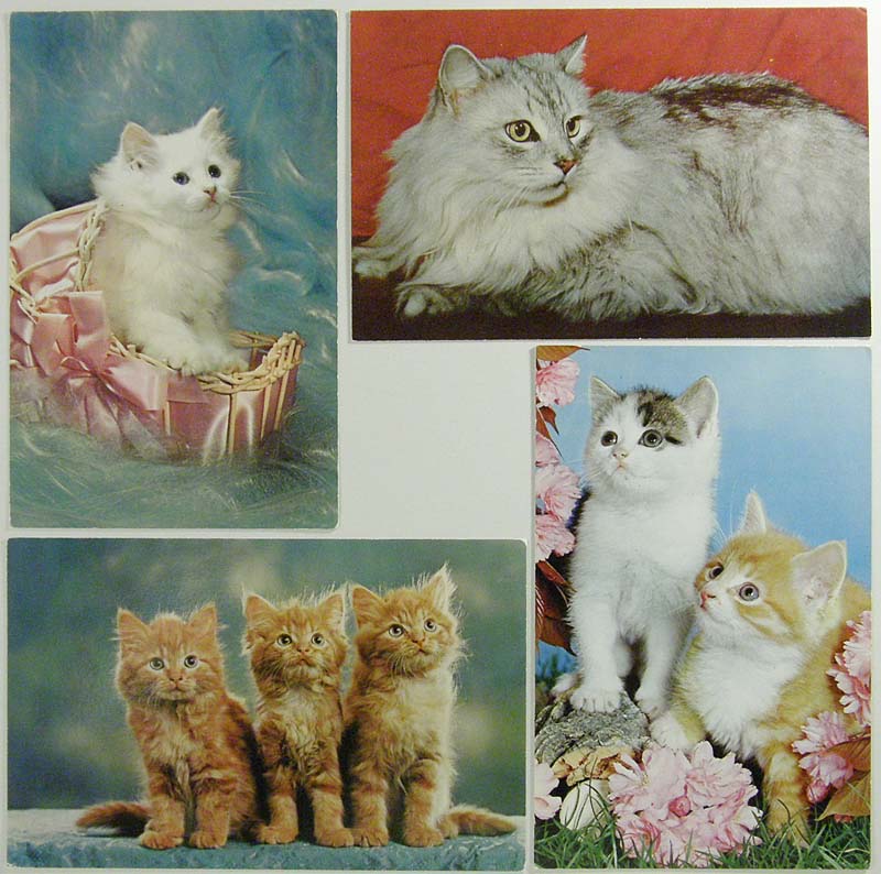 60'&70'kitten'sポストカード,ネコ,猫,ねこ,子猫,ヴィンテージポスト