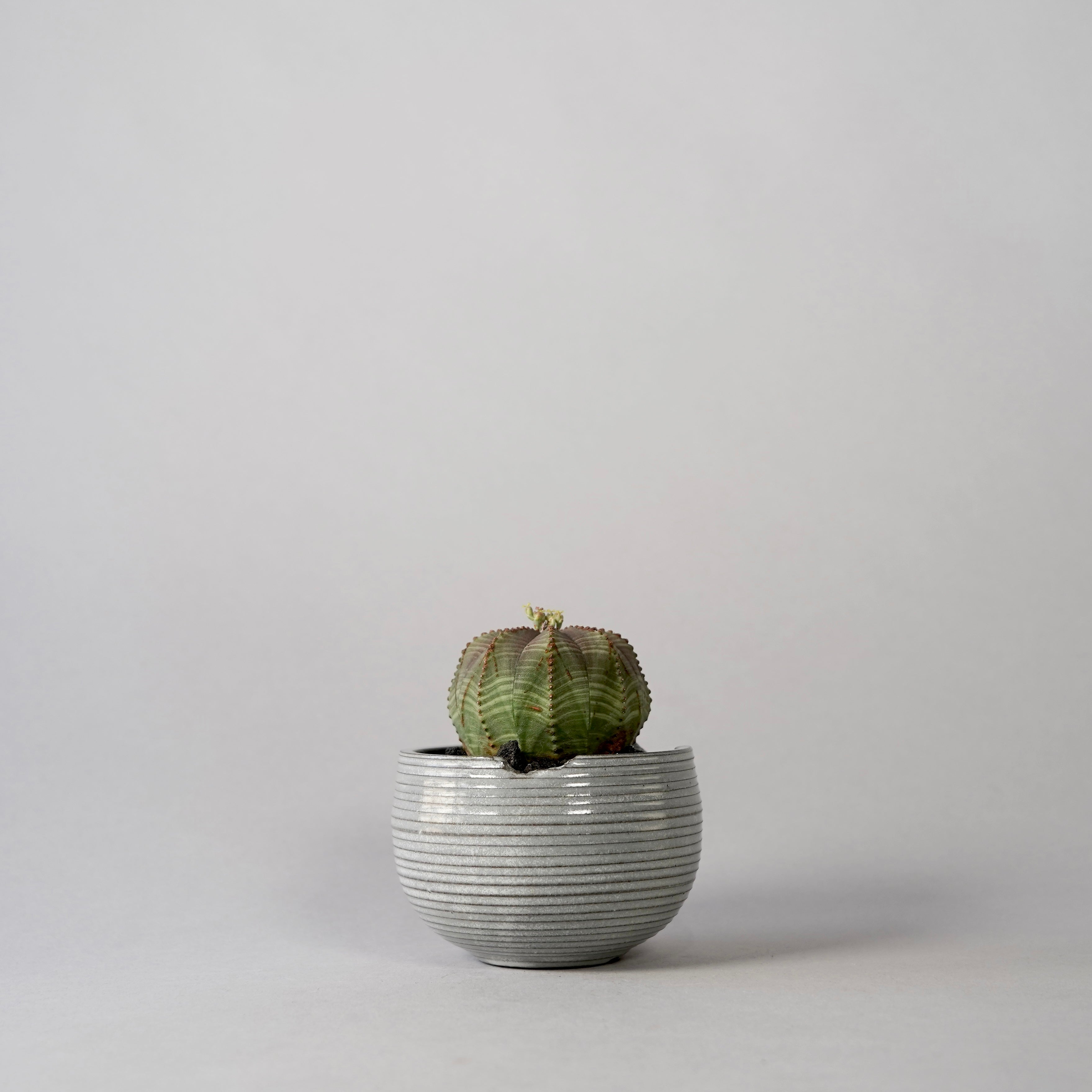 botanize.jp – BOTANIZE