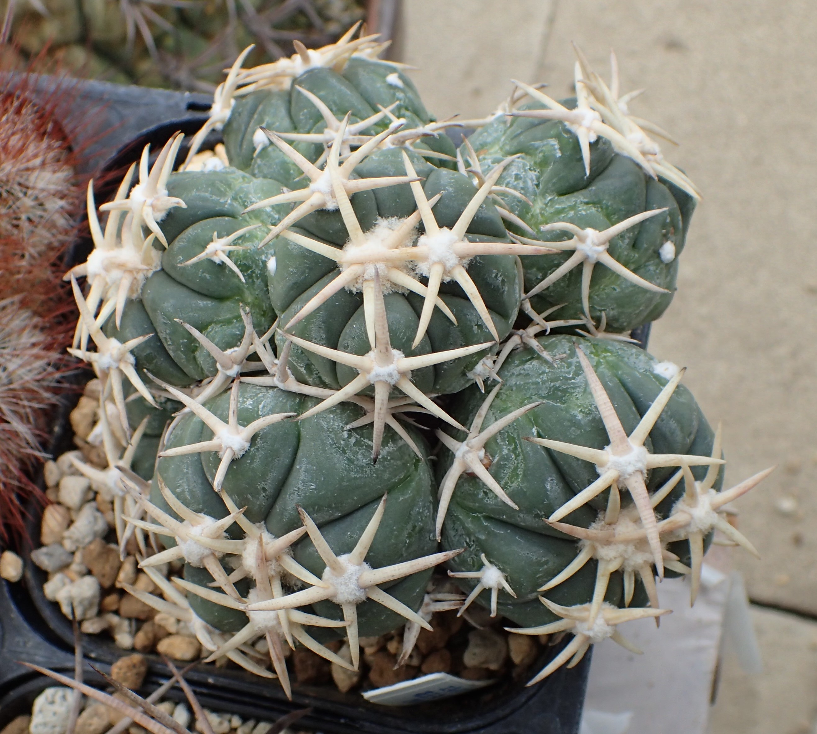 実生10年の太平丸類 - アレオーレのブログ