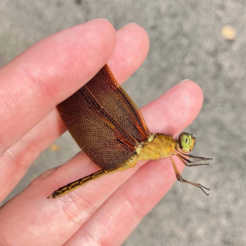 アカスジベッコウトンボ - An Artless Riverside