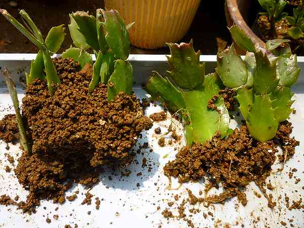 シャコバサボテンの鉢上げ | 晴れ時々趣味の園芸