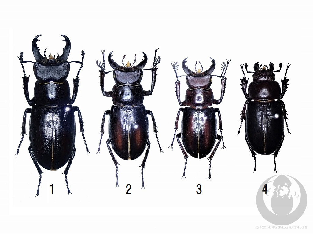 ミクラミヤマクワガタについて - Lucanid.IZM Vol.II -日本産