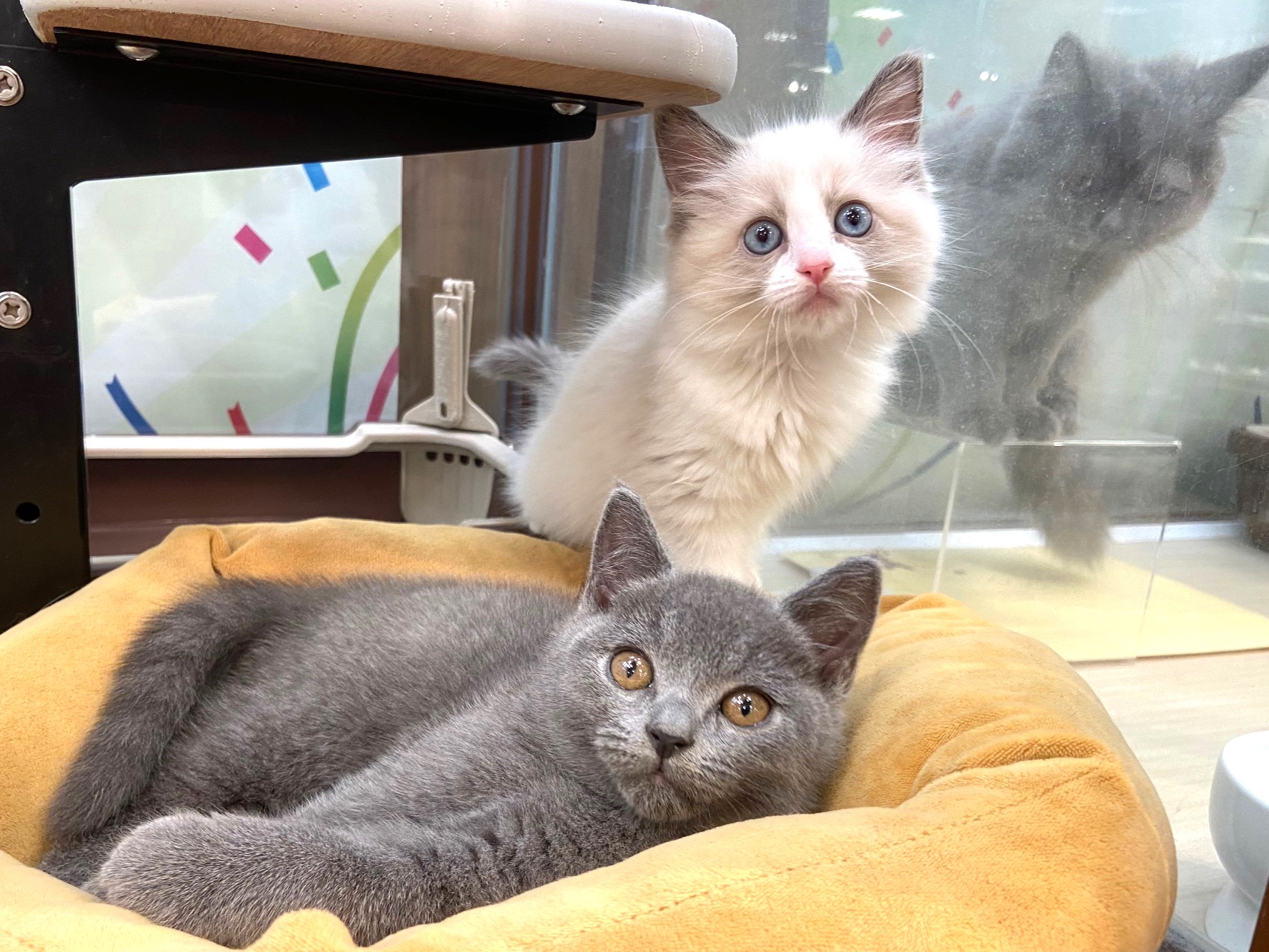 ☆ブリティッシュちゃん☆ラグドールちゃん☆｜ショップニュース｜ひご