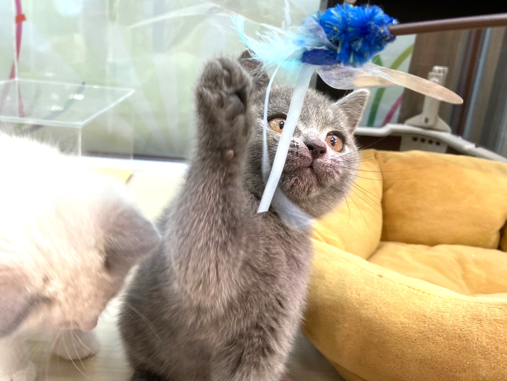 ☆ブリティッシュちゃん☆ラグドールちゃん☆｜ショップニュース｜ひご