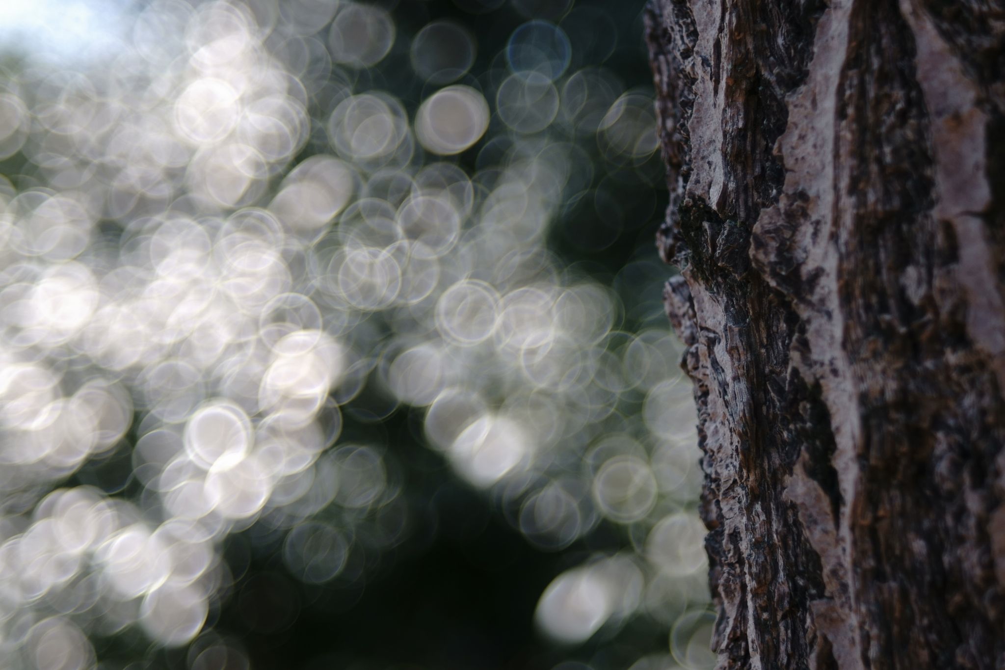 泡のようなボケで日常に彩り FUJINON 55mm F2.2 666 Fujinonレンズで