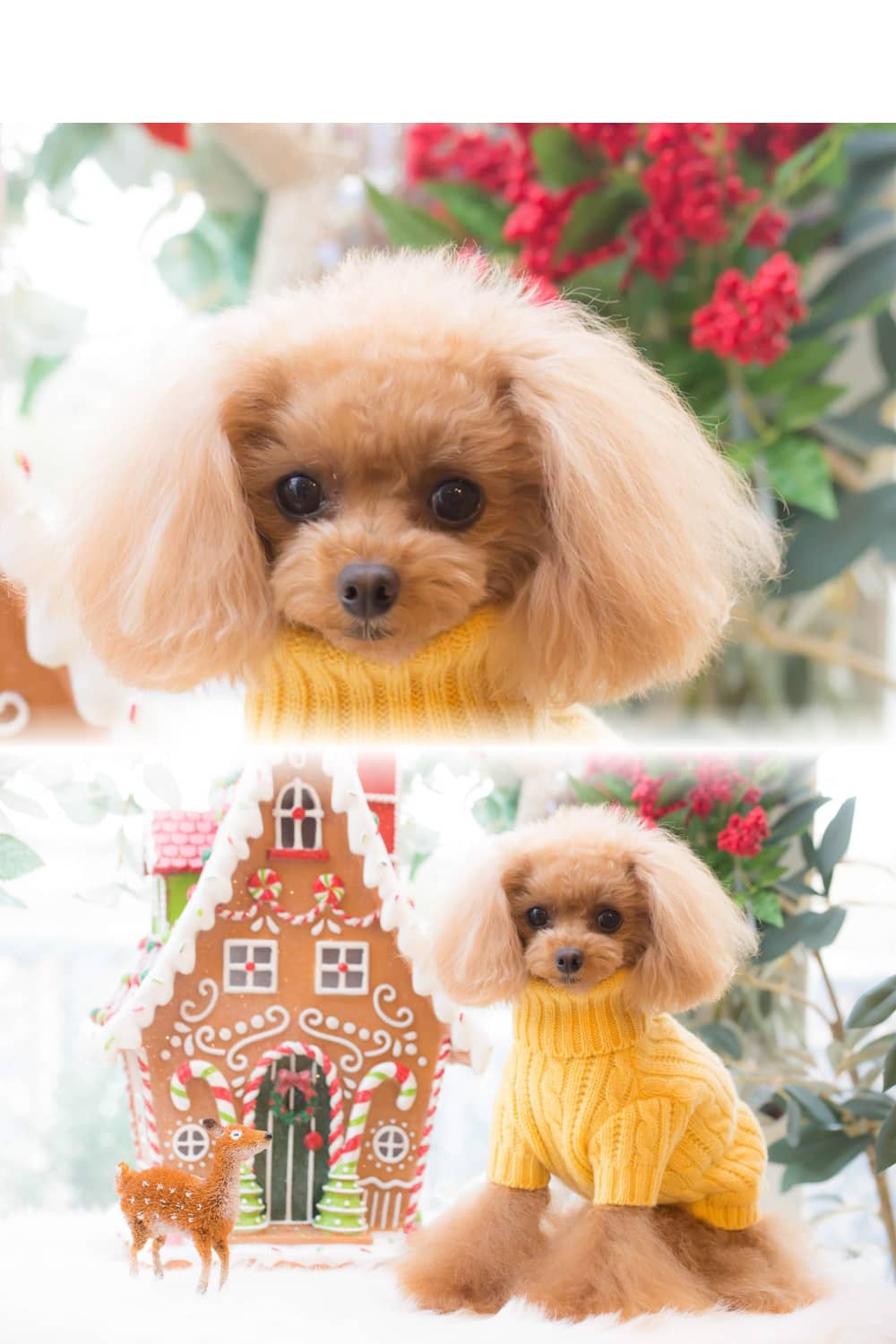 ドッグブティック・ブルブブ