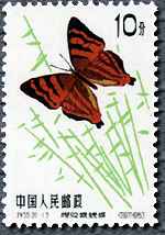 シジミタテハの仲間