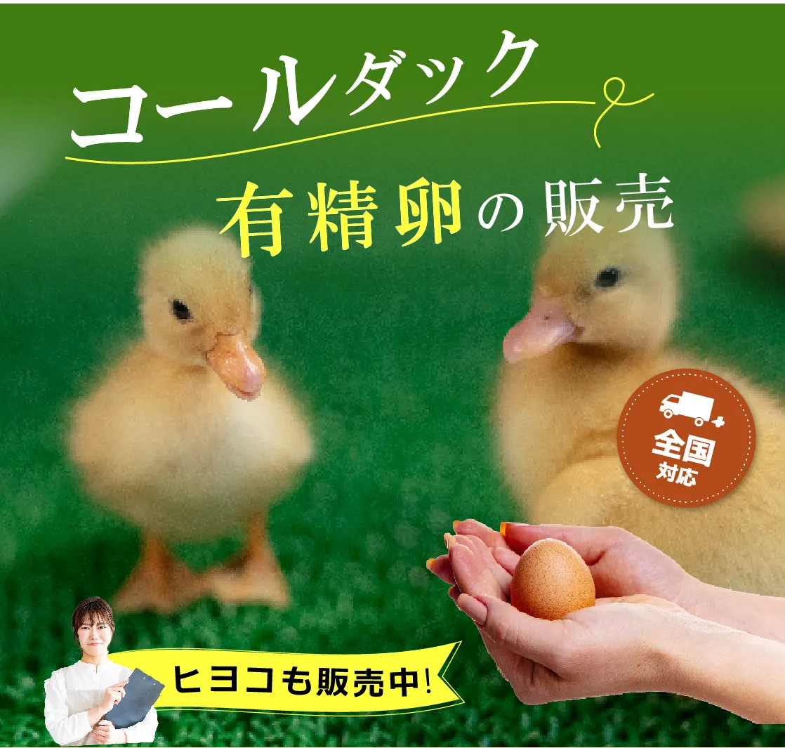 コールダック有精卵の販売（たまごから育てる）全国対応