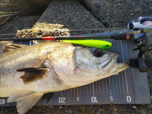 アピア シーバスロッド Foojin RS ARLEQUIN C79MH(ARLEQUIN C79MH): 竿