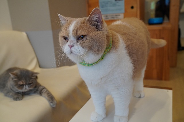 まったりコロン君 | 【大阪・心斎橋】人懐っこい猫カフェCat tail