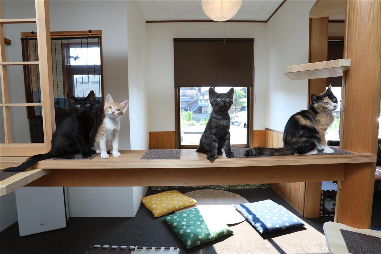 店舗紹介 | ねこカフェCAT・walk