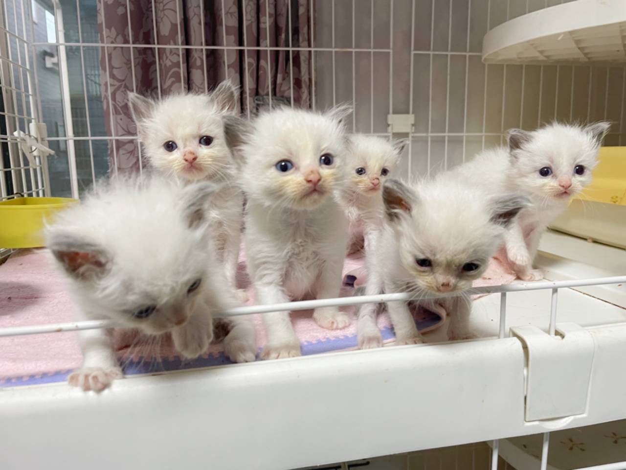 茨城県】ラグドール/子猫の里親さん募集します！ | ブログ | 茨城県の
