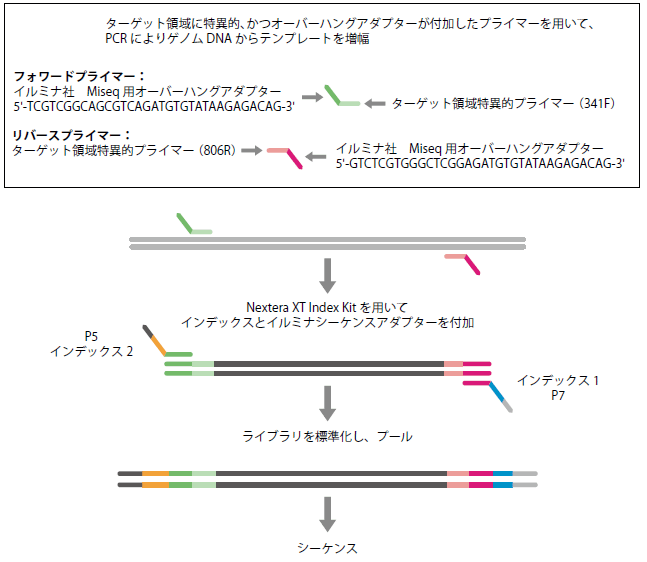 16S (V3-V4) Metagenomic Library Construction Kit for NGS｜タカラ