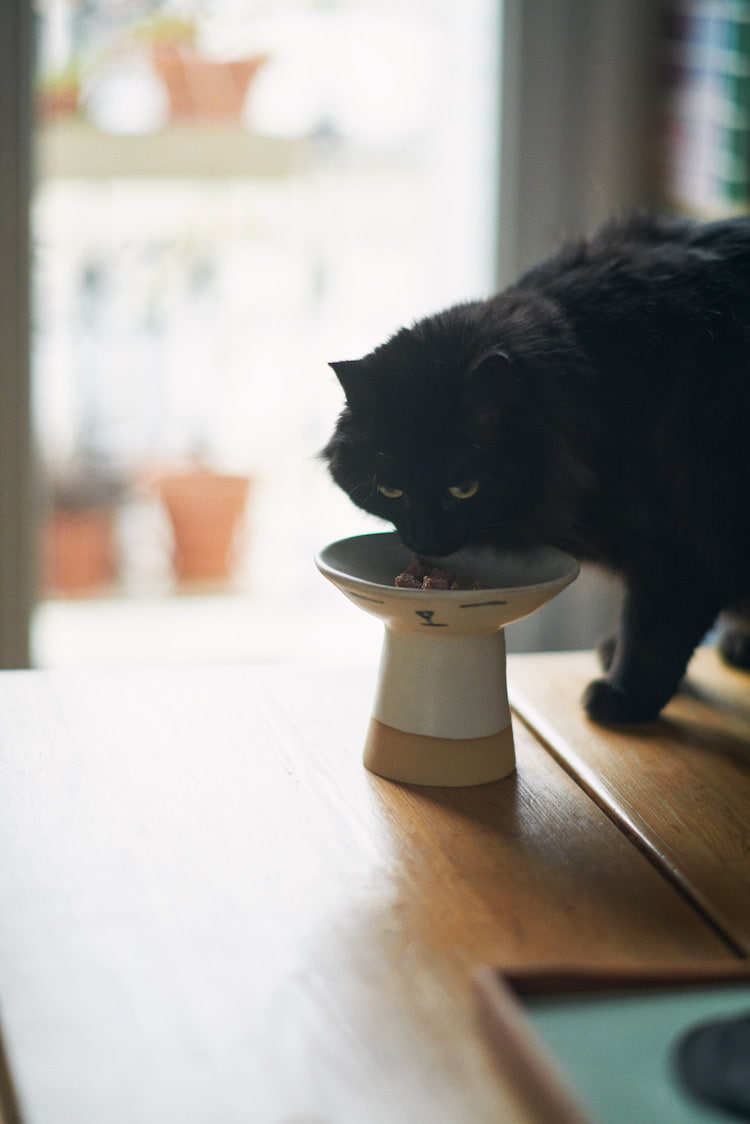 MADOKA RINDAL CERAMICS〉と初コラボレーション！ 数量限定で“CAT BOWL