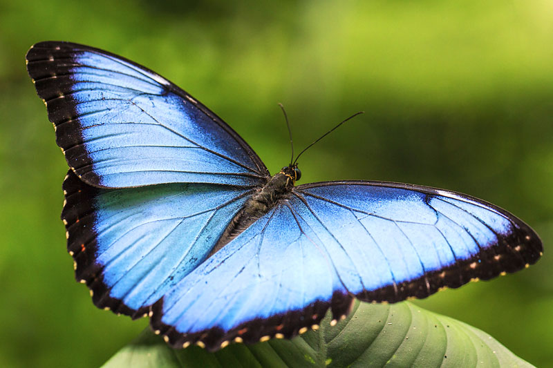 第106回 「森の宝石」モルフォチョウがやって来た！ | ナショナル ジオ