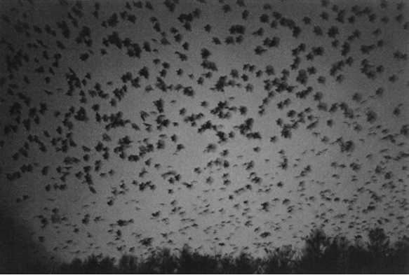 ご予約受付開始 | 鴉 : 深瀬昌久 - Blog | AKIO NAGASAWA