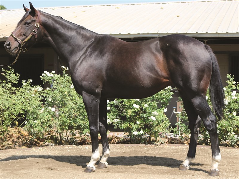 Tizamagician - Stallion Register Online
