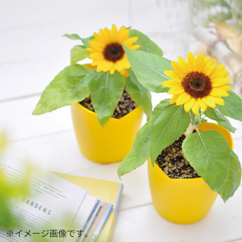 聖新陶芸 ひまわり栽培セット GD1033｜【ハンズネットストア】