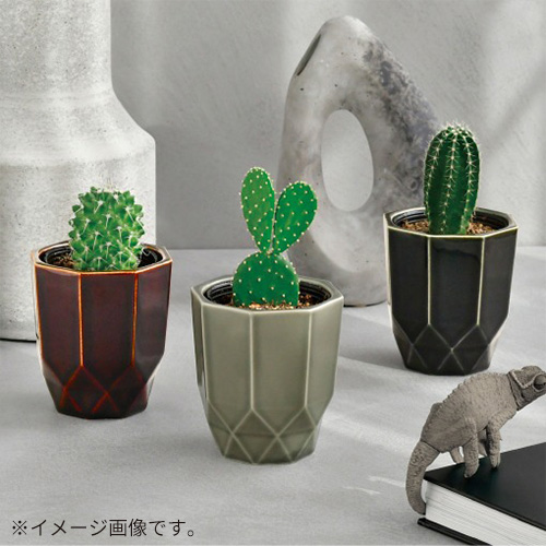 聖新陶芸 HACHIKAKU CACTUS GD1057-1 茶/丸サボテン｜【ハンズネット
