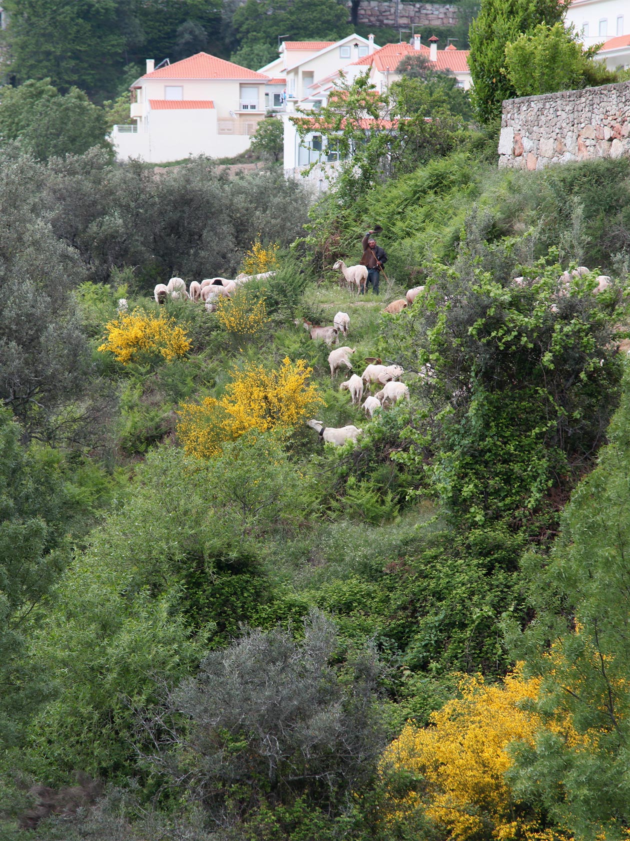 ECOLA スロー・ブランケット｜ポルトガルで続く純羊毛毛布｜SCOPE