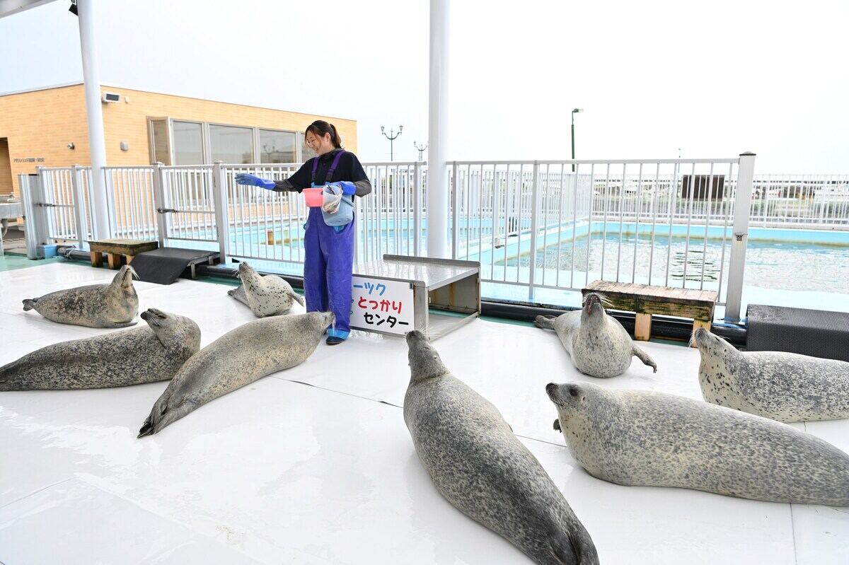 SNSでも話題! 野生のアザラシを保護、飼育する日本唯一の施設とは
