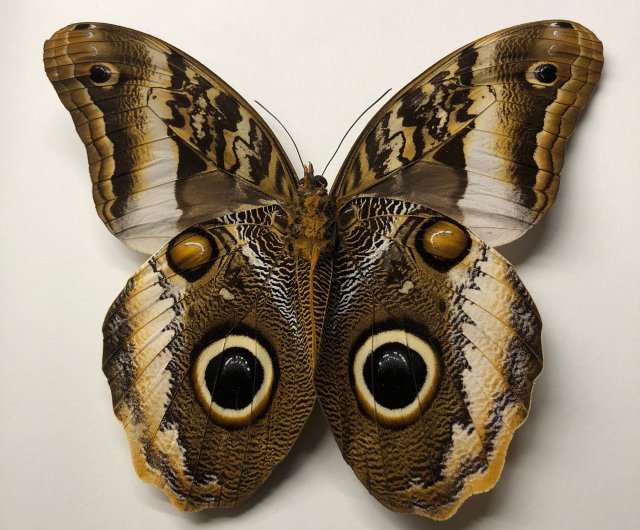 台湾 明るくあなたを見つめる∣フクロウチョウ01_蝶の標本