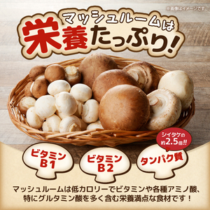 長谷川農産の美味しいマッシュルームセット 無農薬・無漂白栽培