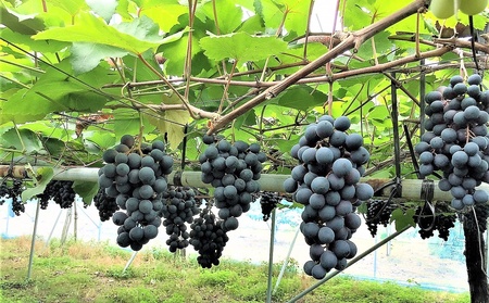 種無しぶどう（ピオーネ）2kg 0020-2614 | 山形県上山市 | ふるさと