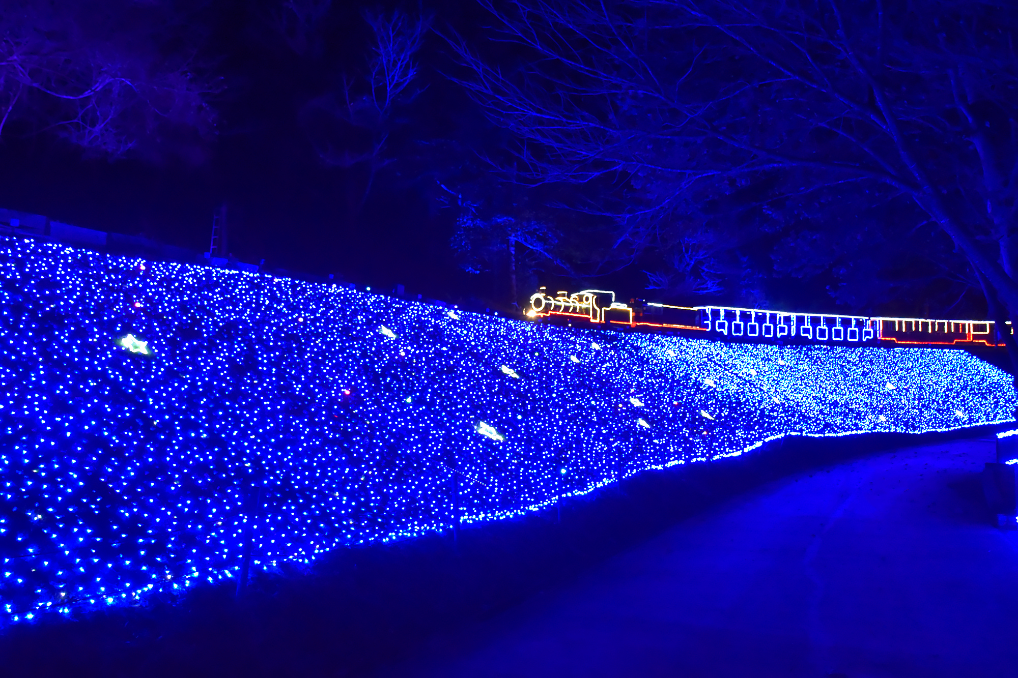 虹の郷2025イルミtheナイト｜伊豆市｜イルミネーション｜観光｜chafuka