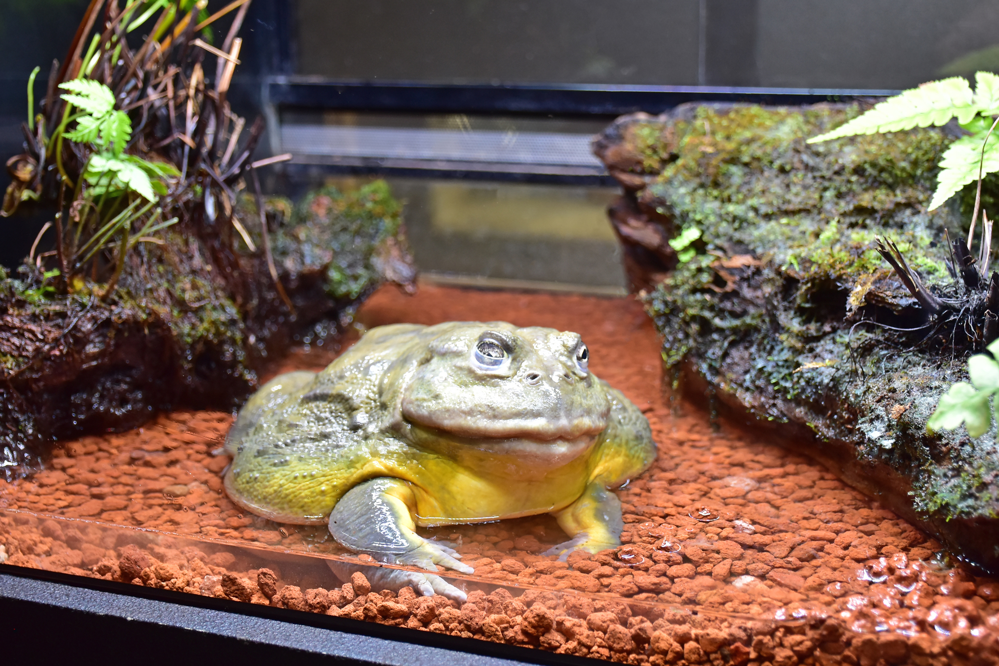 体感型カエル館KawaZoo｜河津町｜動物園｜観光｜chafuka
