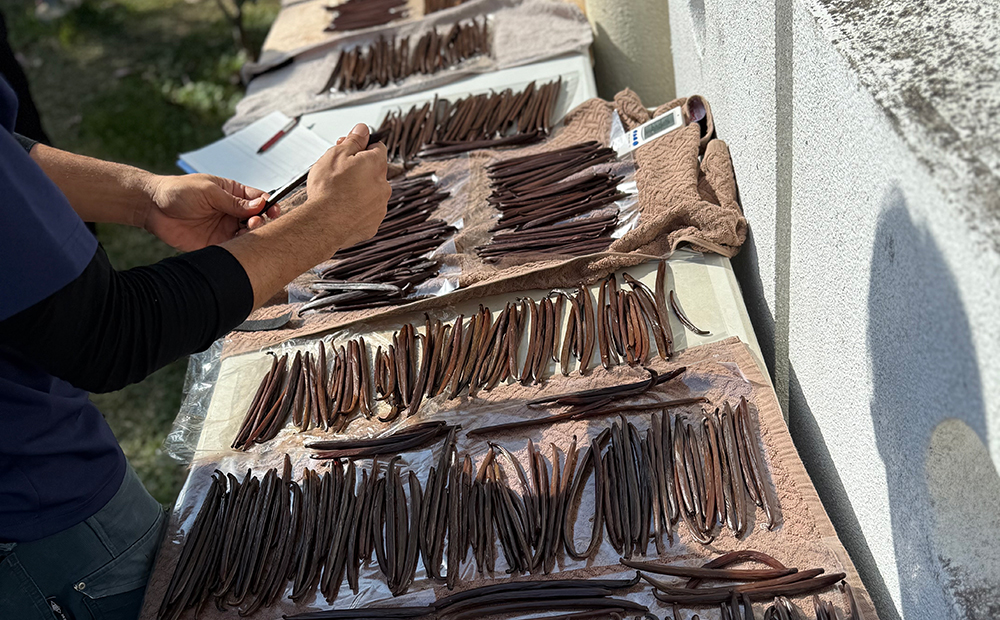 世界初！おきなわバニラプロジェクト 魅力に迫る | クラブハリエ