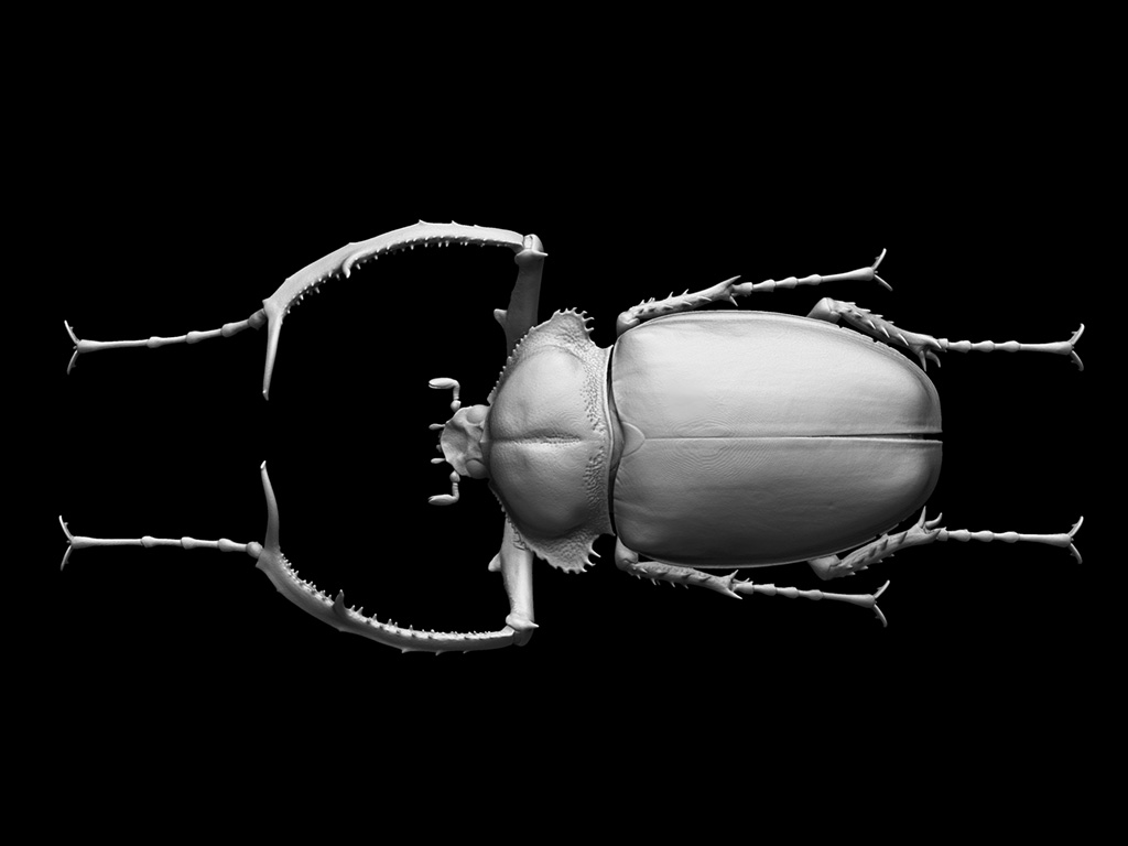 No.26 テナガコガネ | CT生物図鑑